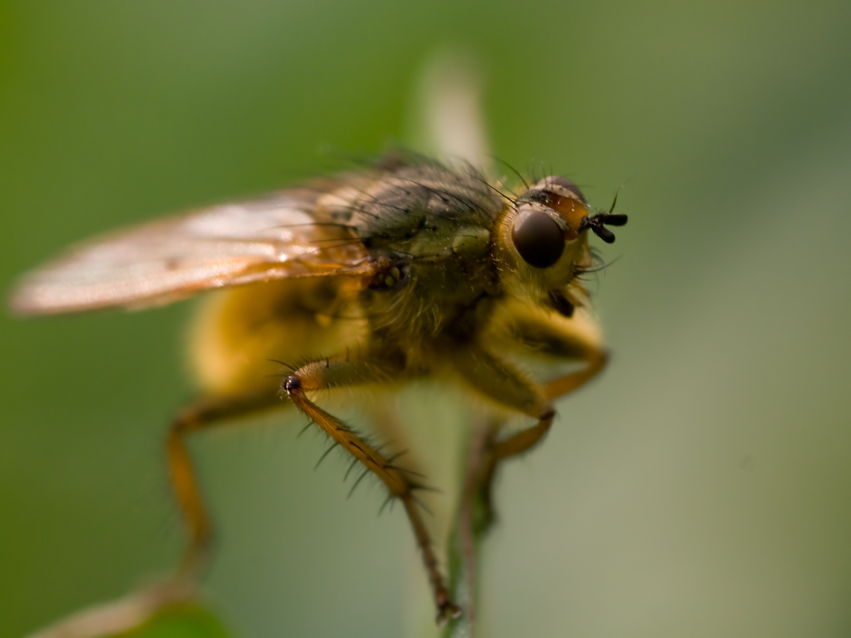 Rare beesten, dat vlieg-gedierte