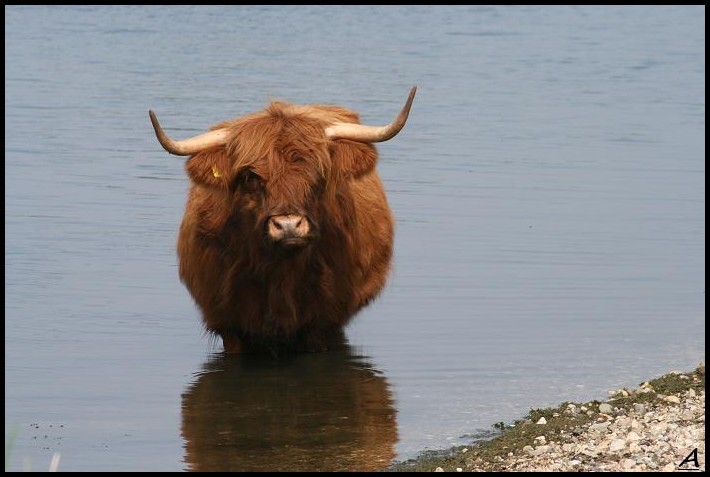 Schotse hooglanden 1