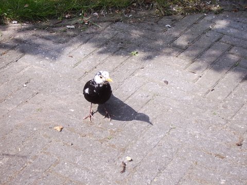 Witkopmerel