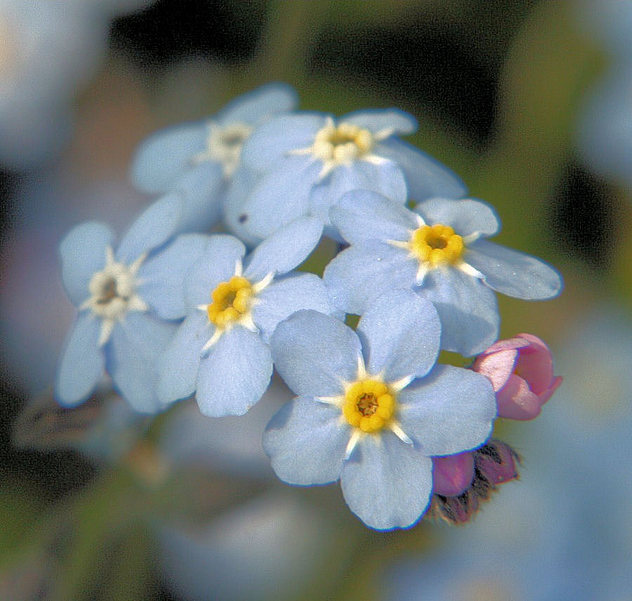 moeras-vergeet-mij-nietje