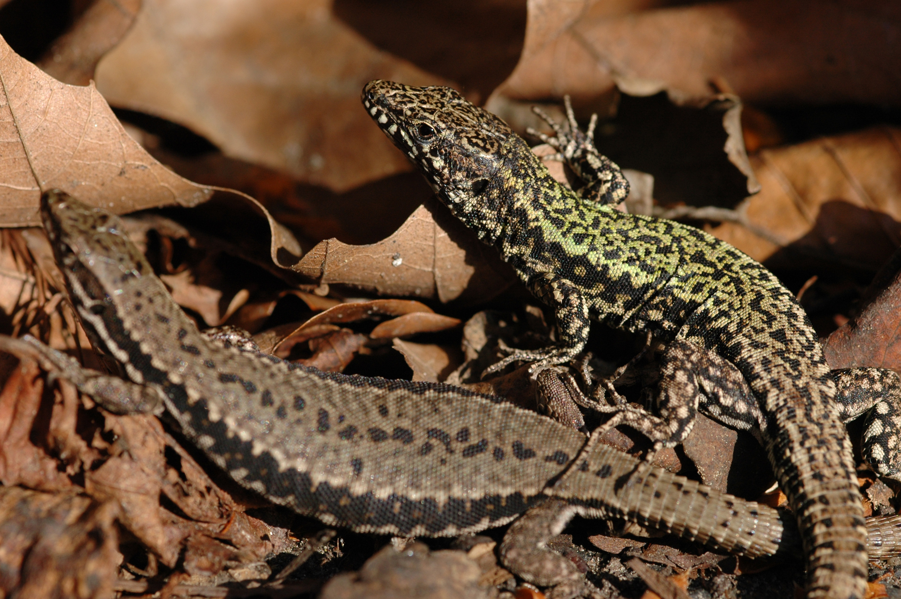 Muurhagedis (Podarcis muralis)