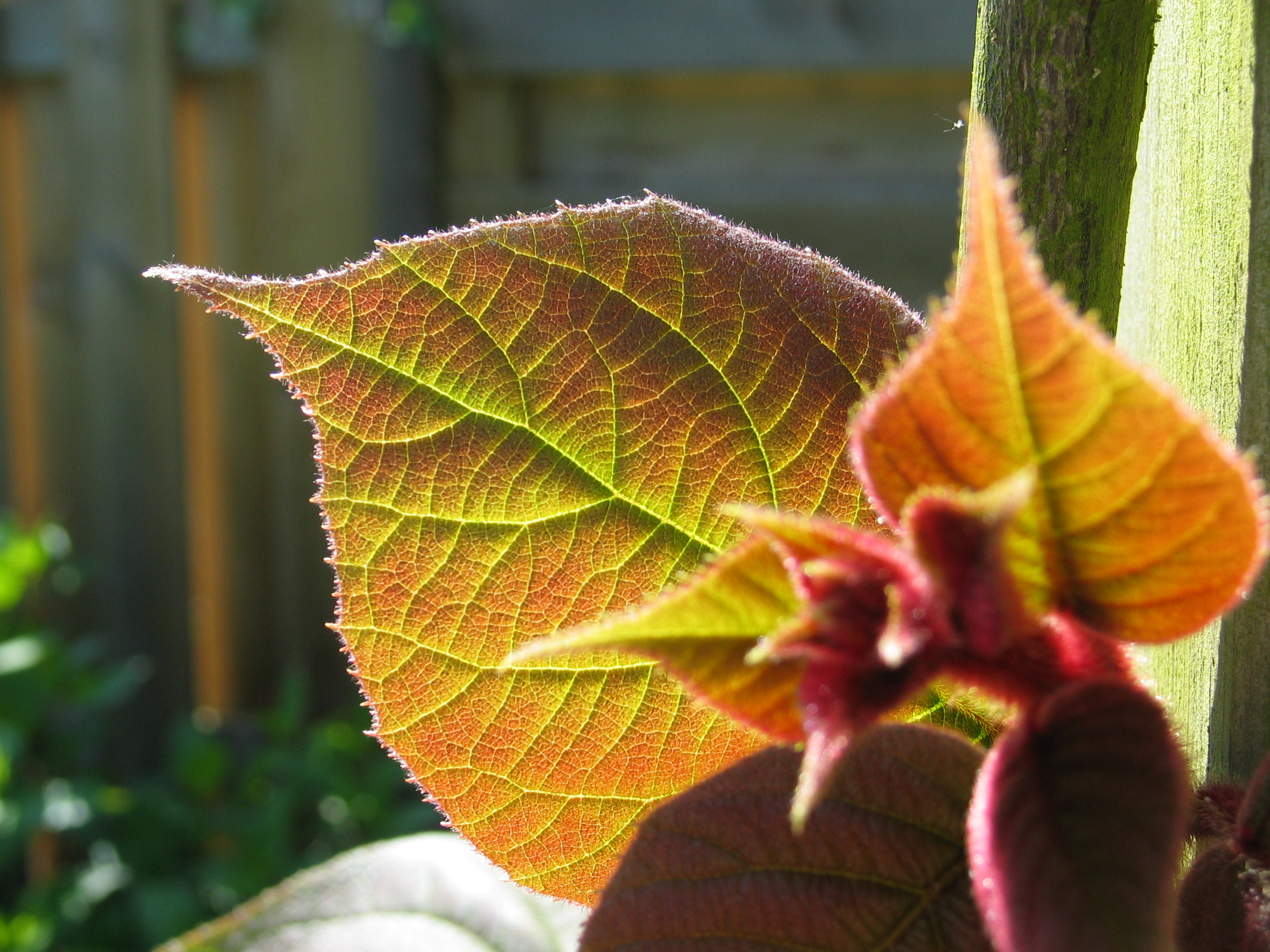 kleurenspel in een (chinees)kiwi-blad