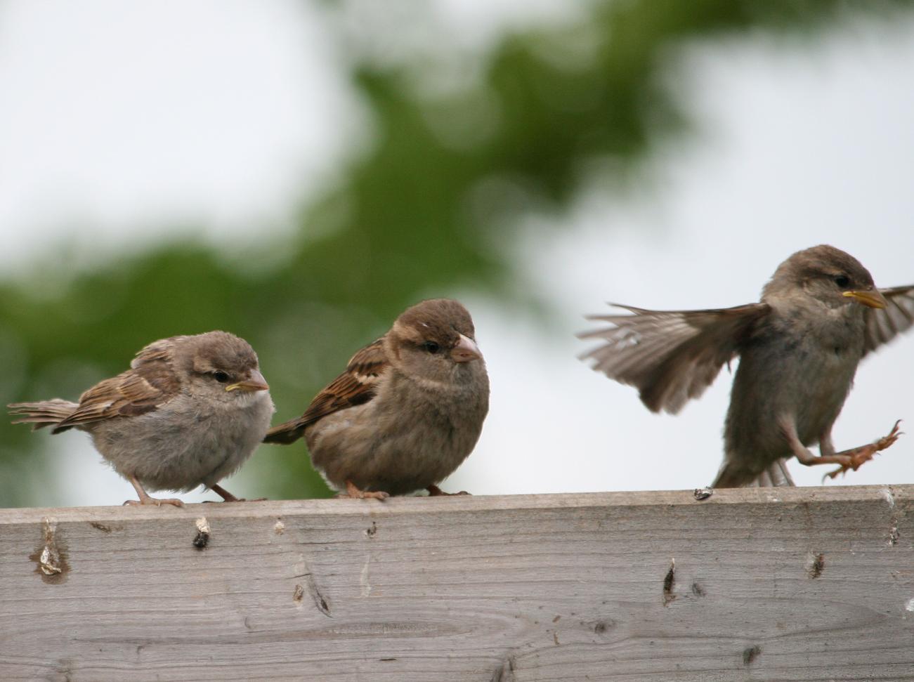 goh, durf jij dat al?!