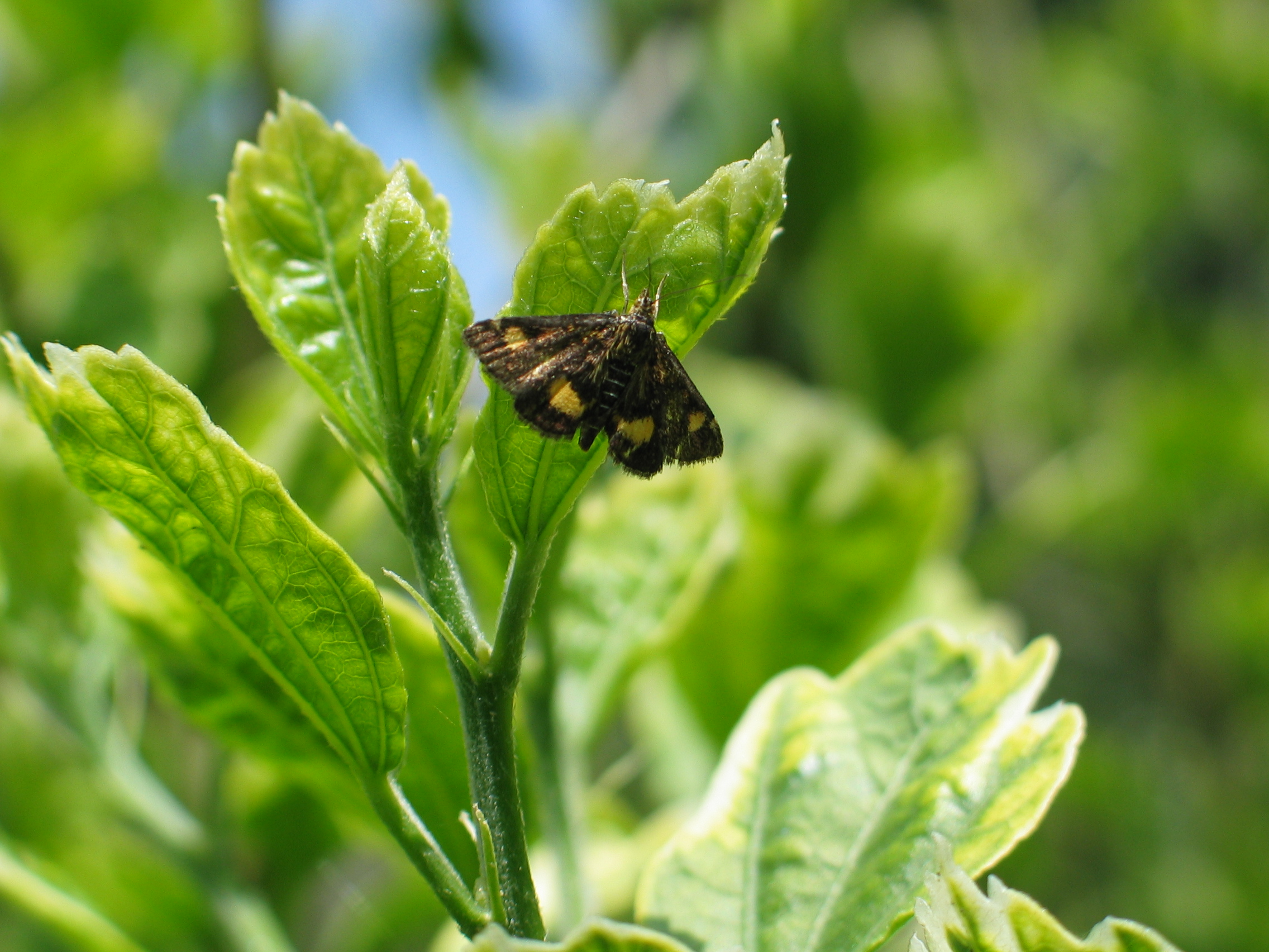 bestaan er ook zwarte muntvlindertje?