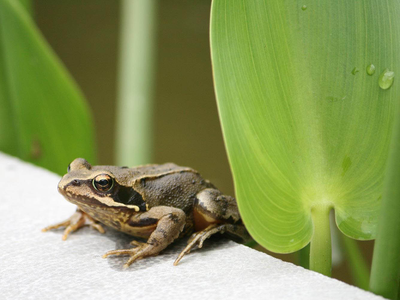 niet alles is goud wat er blinkt!