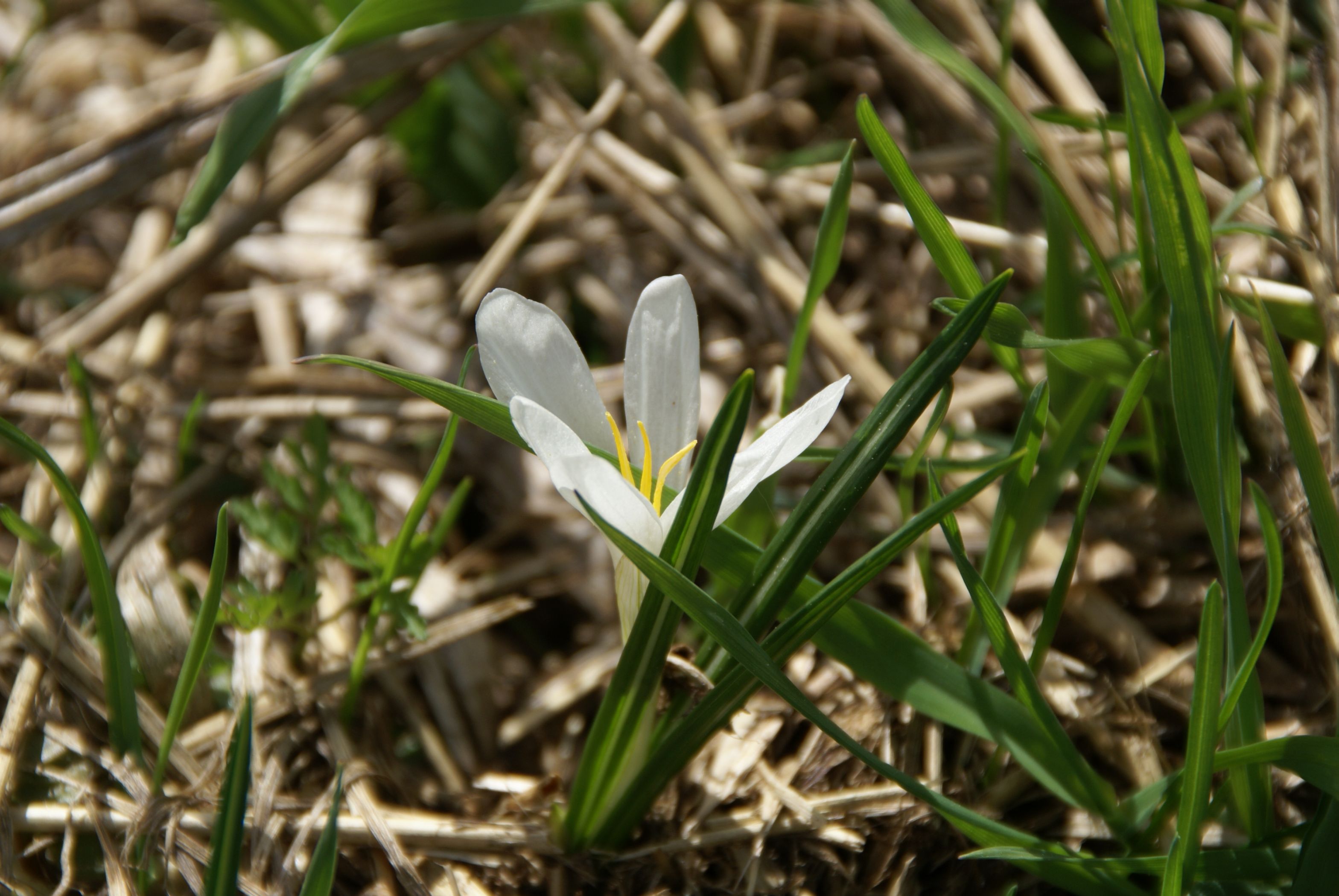 crocus