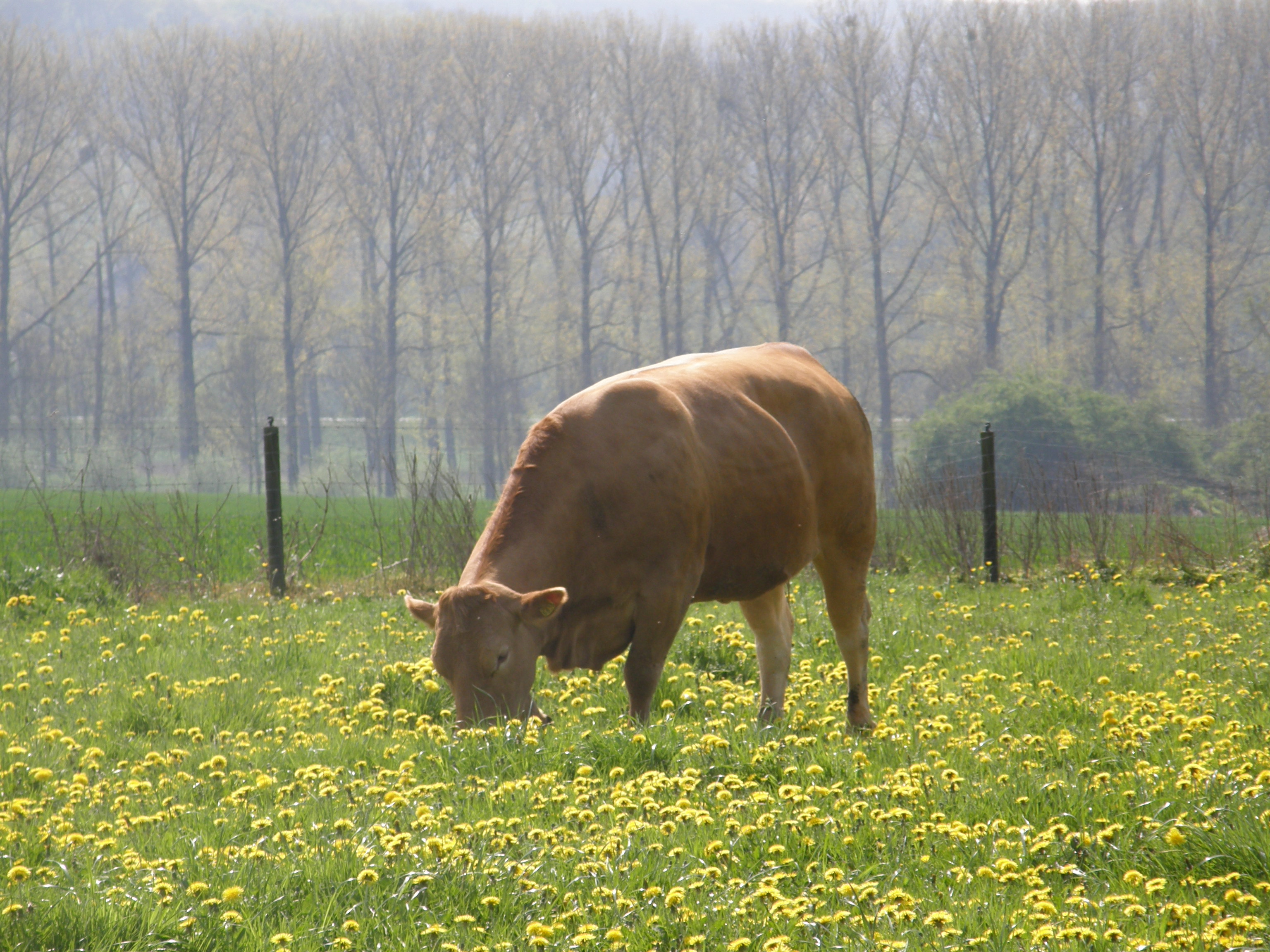 De koe daar waar hij thuishoort.