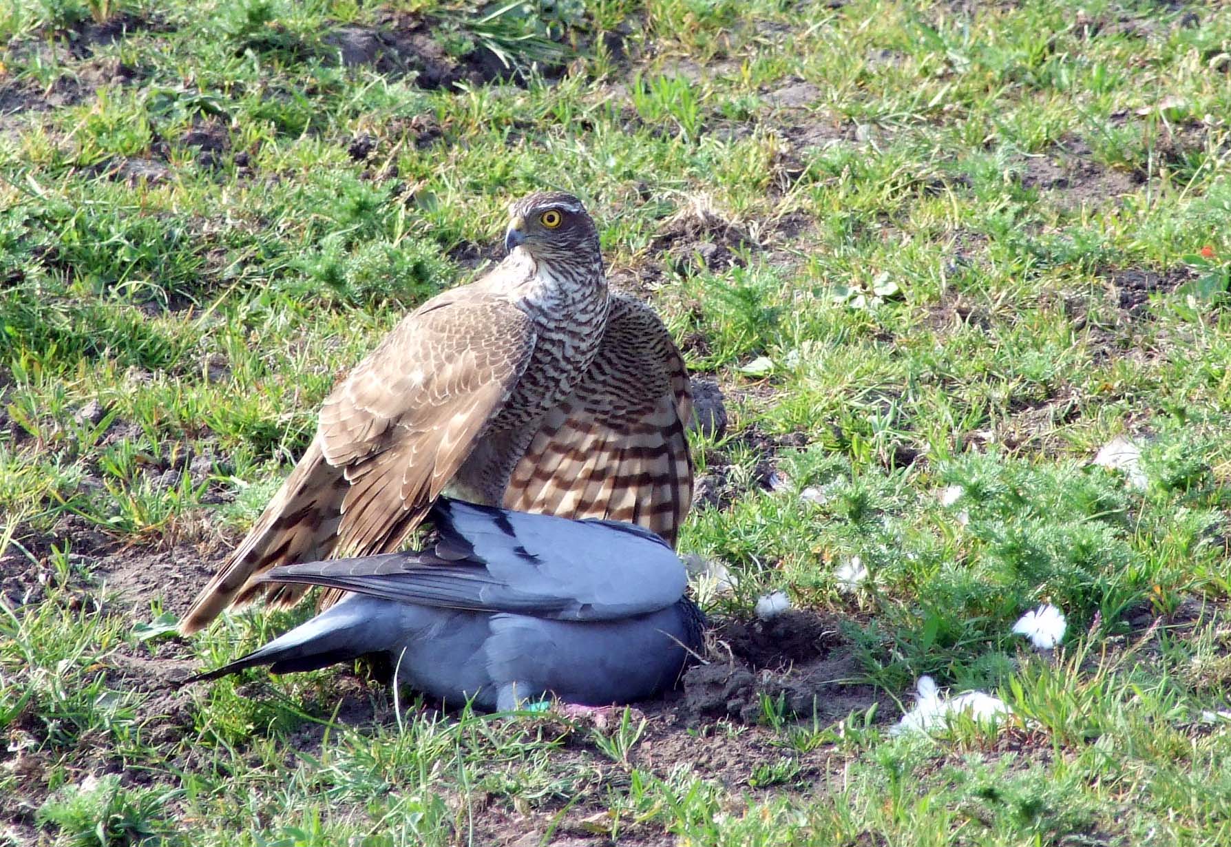 Valk is uitgehongerd!