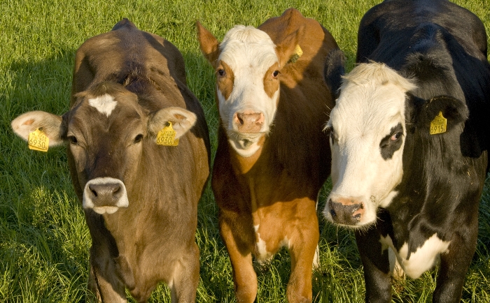 jong dartelend vee in de wei