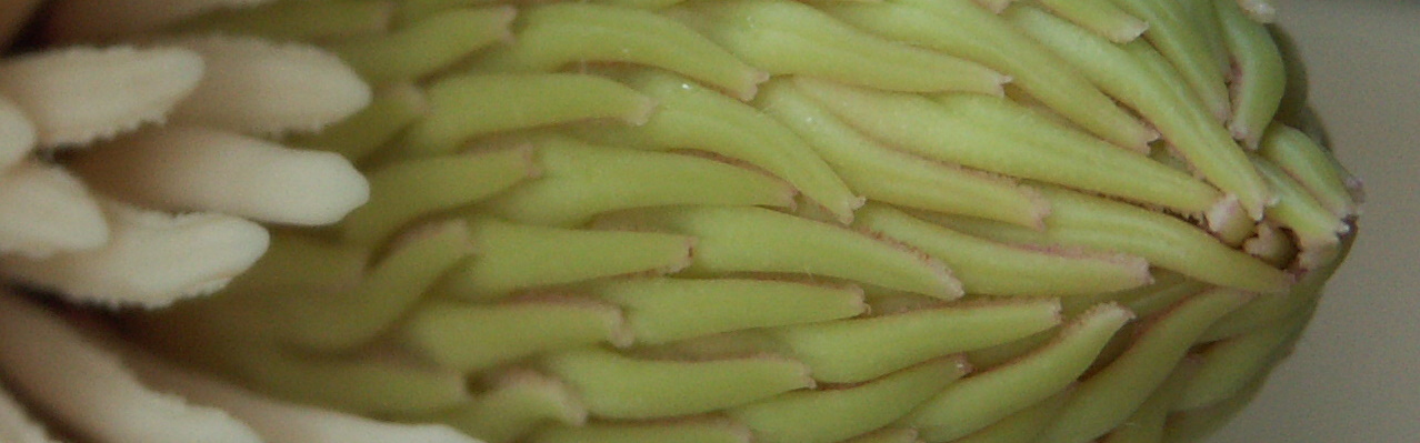 het hart van een magnolia