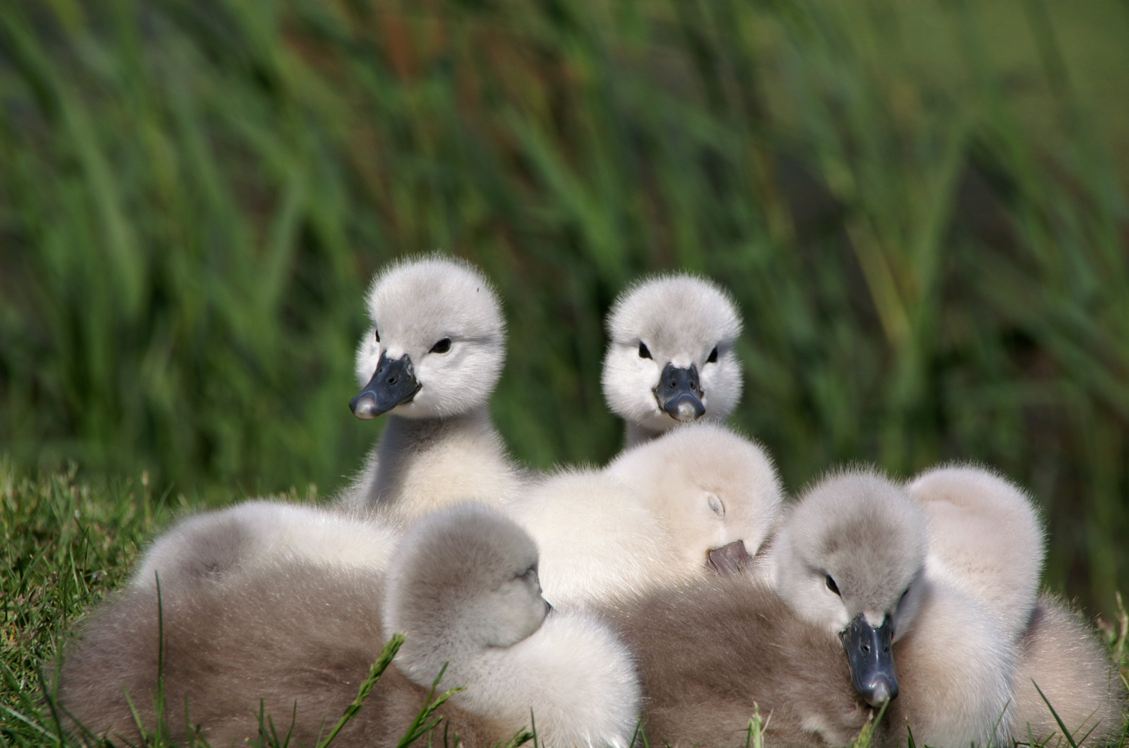 Zwaantjes de voorste