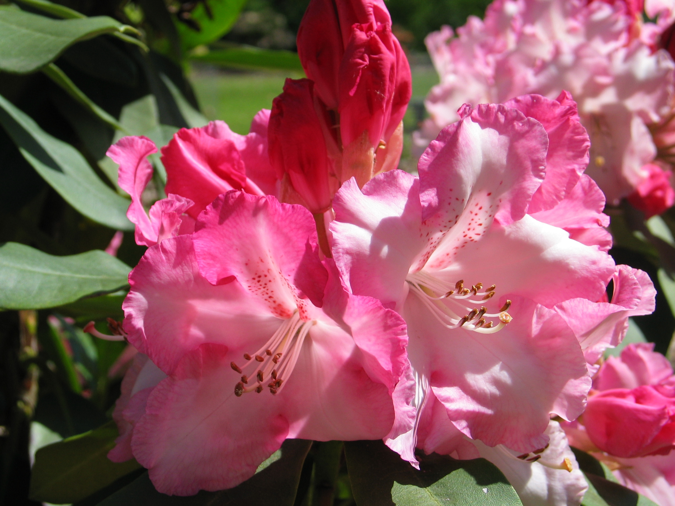 de schoonheid van een rhododendronbloem
