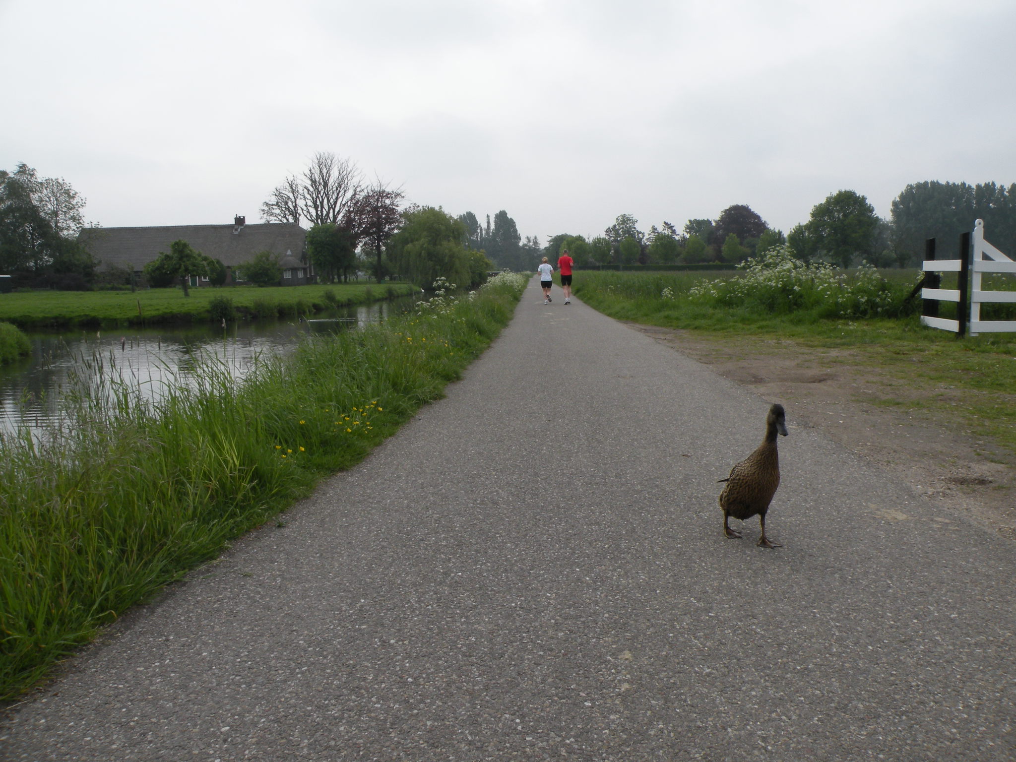 'De weg kwijt'.....,