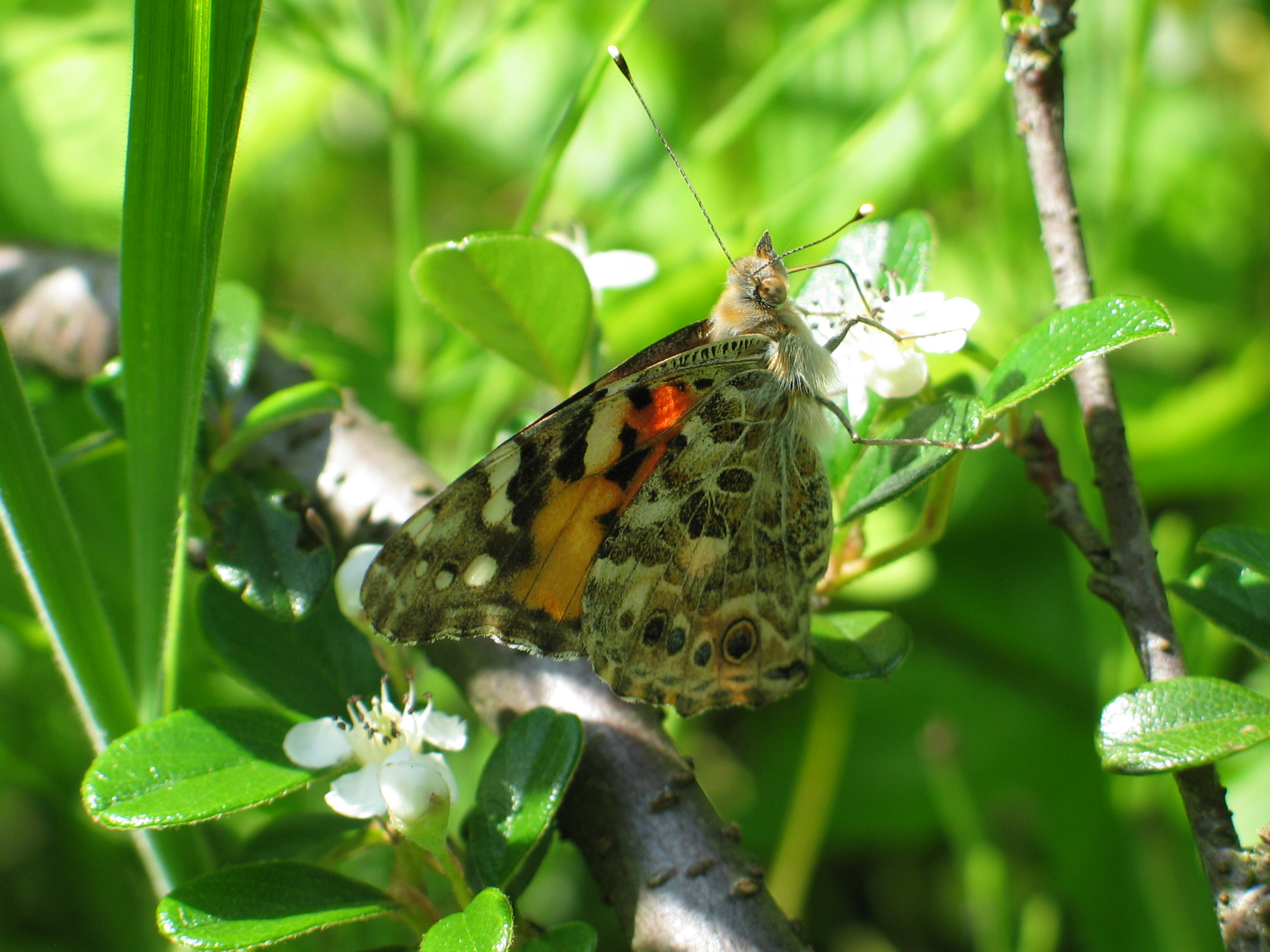 nectar slurpende vlinder
