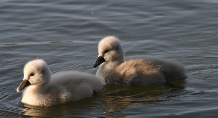 Samen een straatje om.