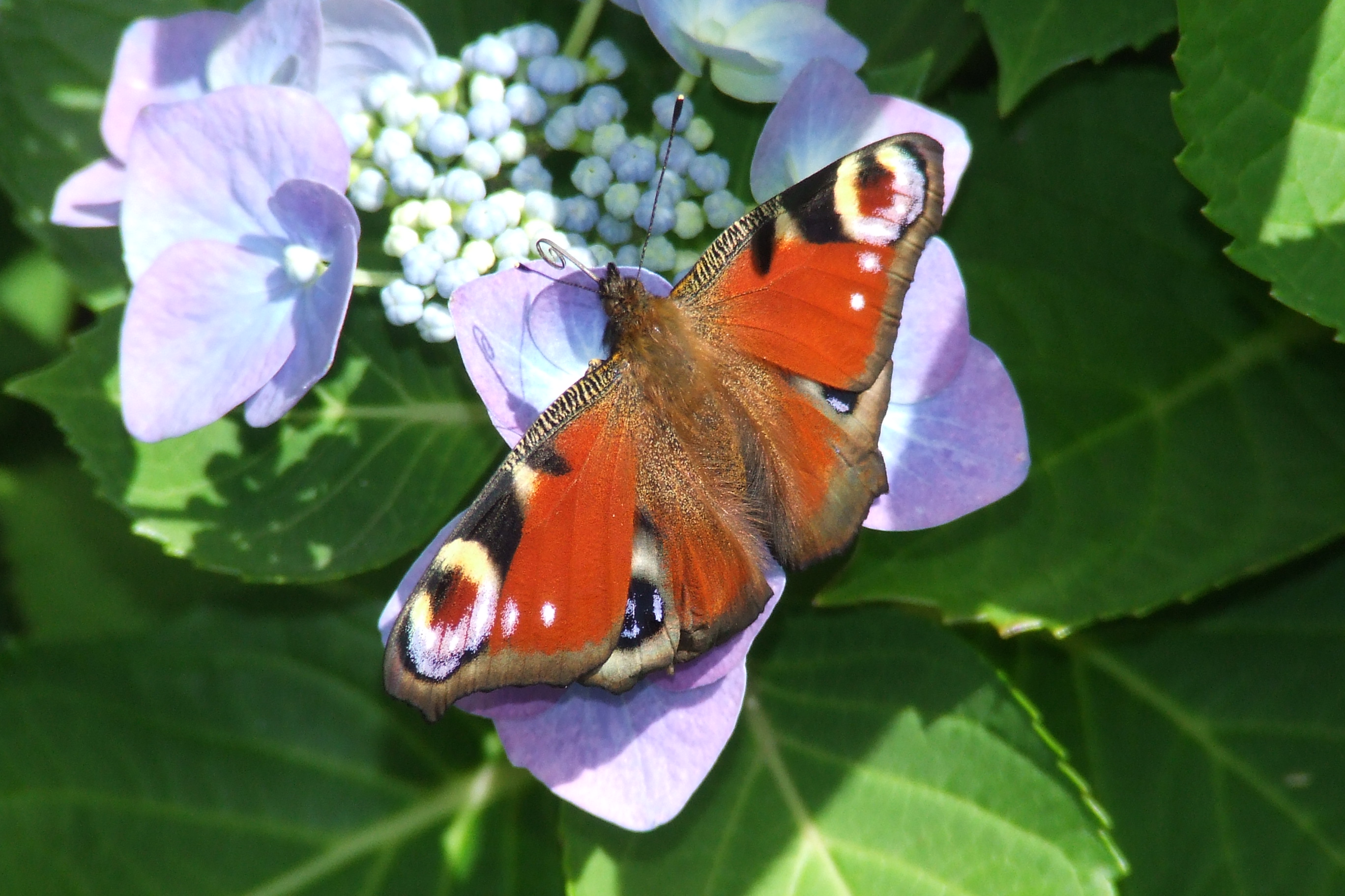 Dagpauwoog op hortensia