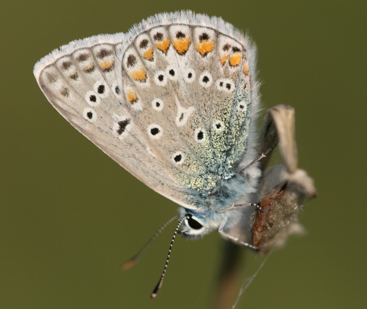 Blauwtje, net uit cocon nr 2