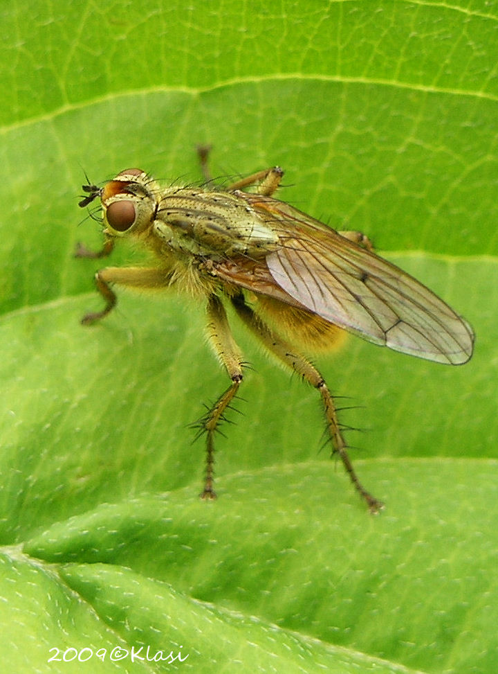 insect