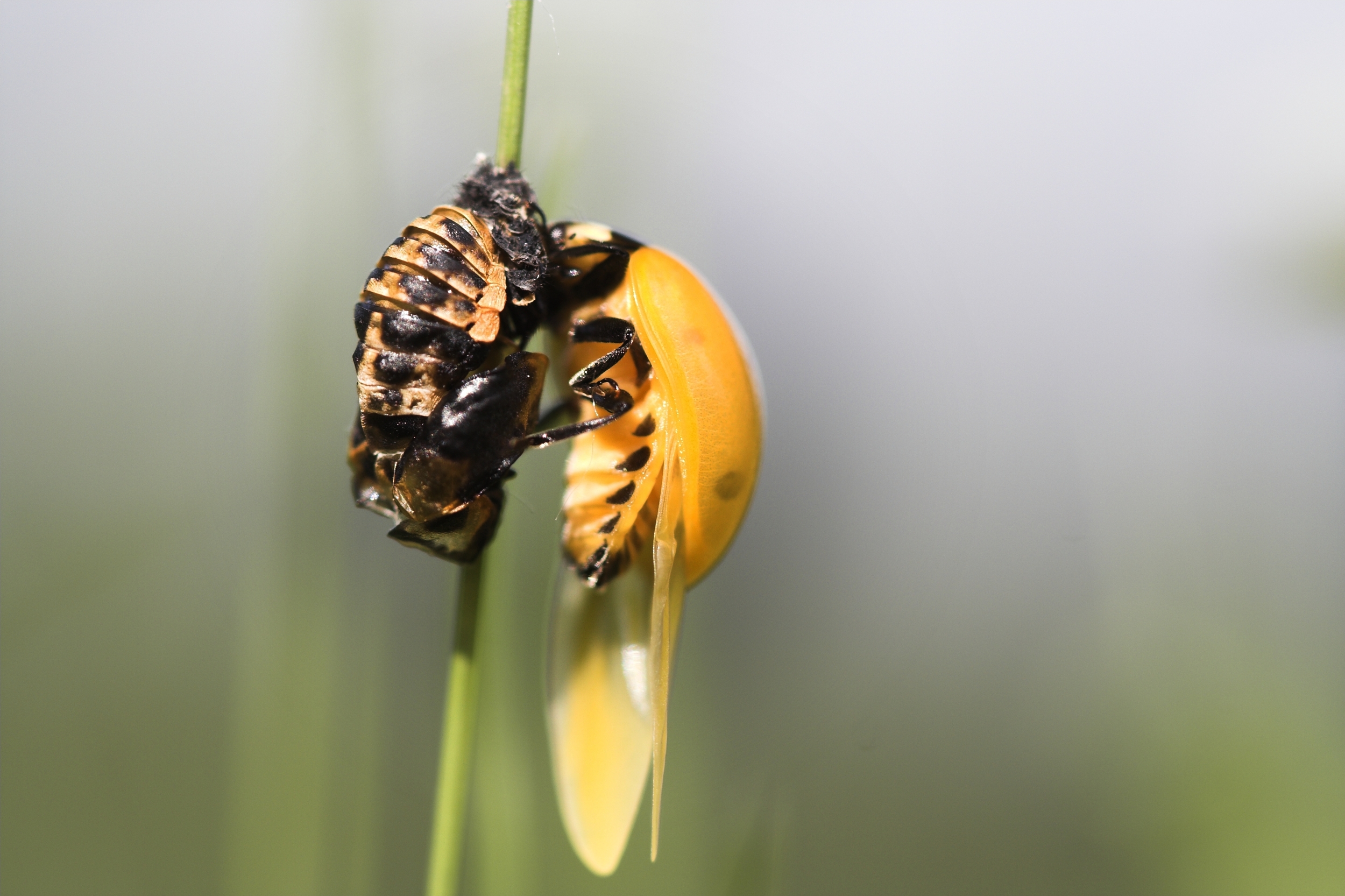 Gedaanteverwisseling