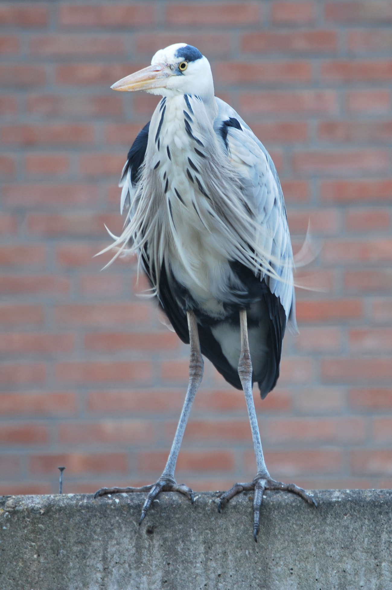 reiger zonder nek