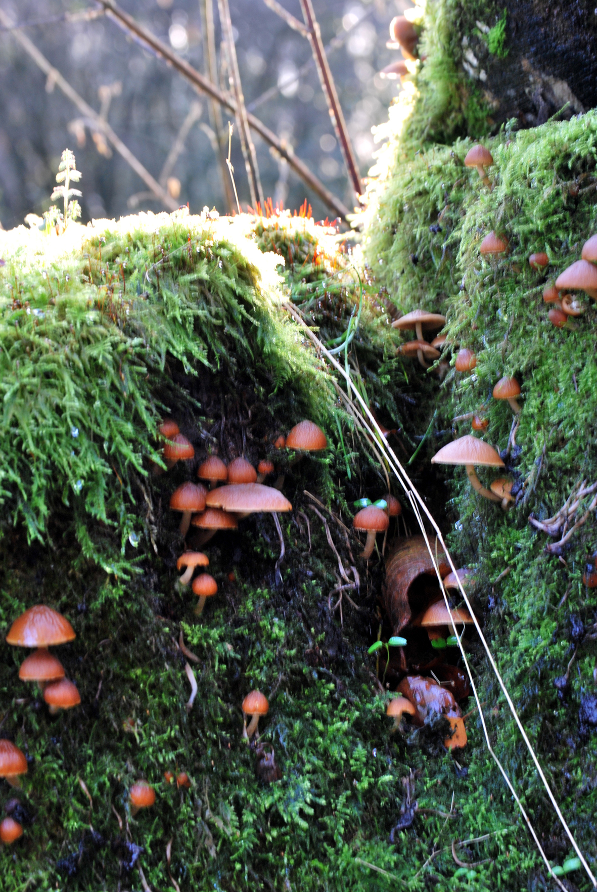 dorpje van paddestoelen