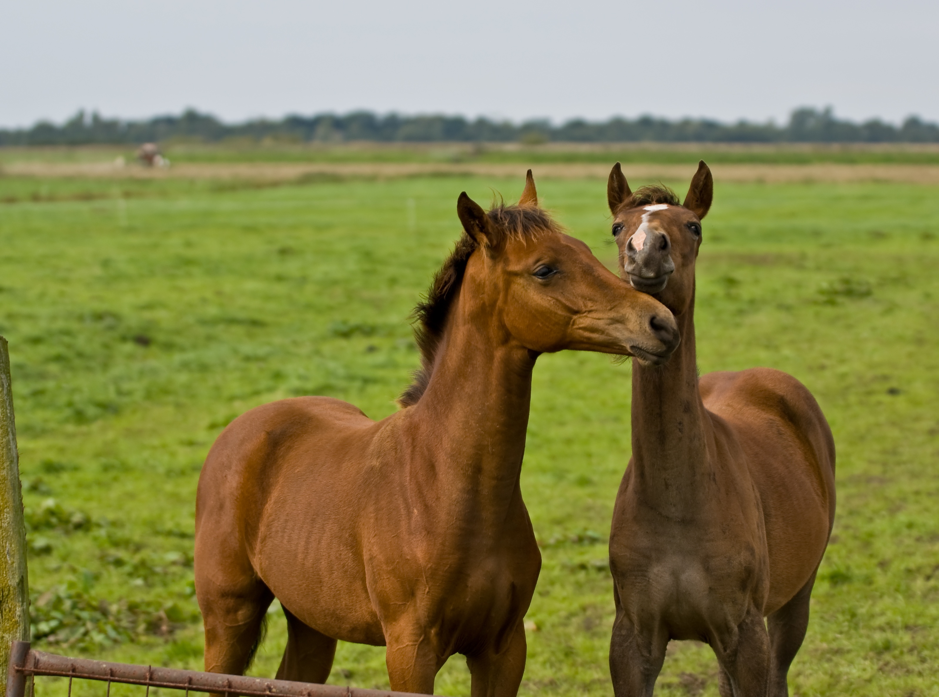 Jonge paarden in vrije veld