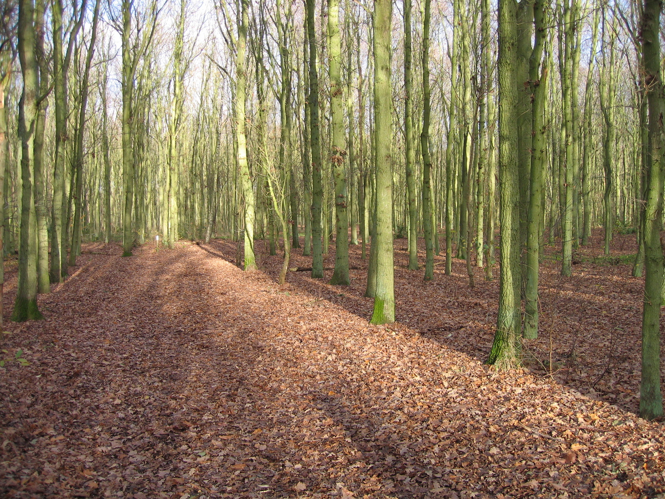 Zon door de kale bomen