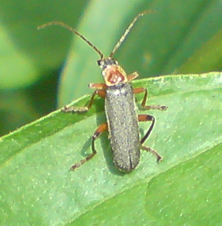 Cantharis pellucida