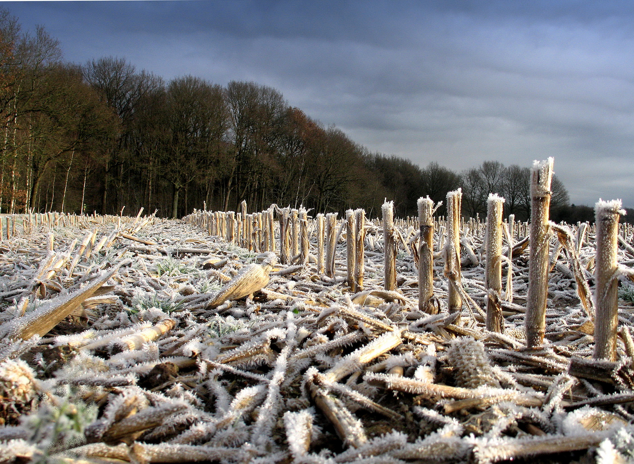 Maisveld in de winter