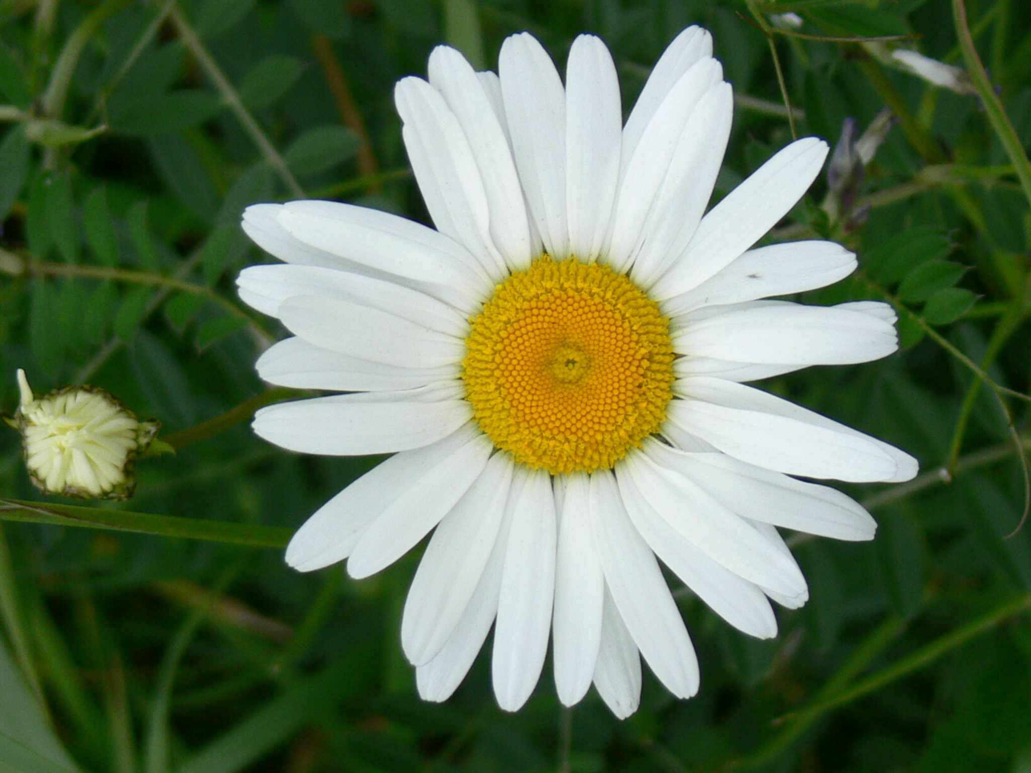 Margriet