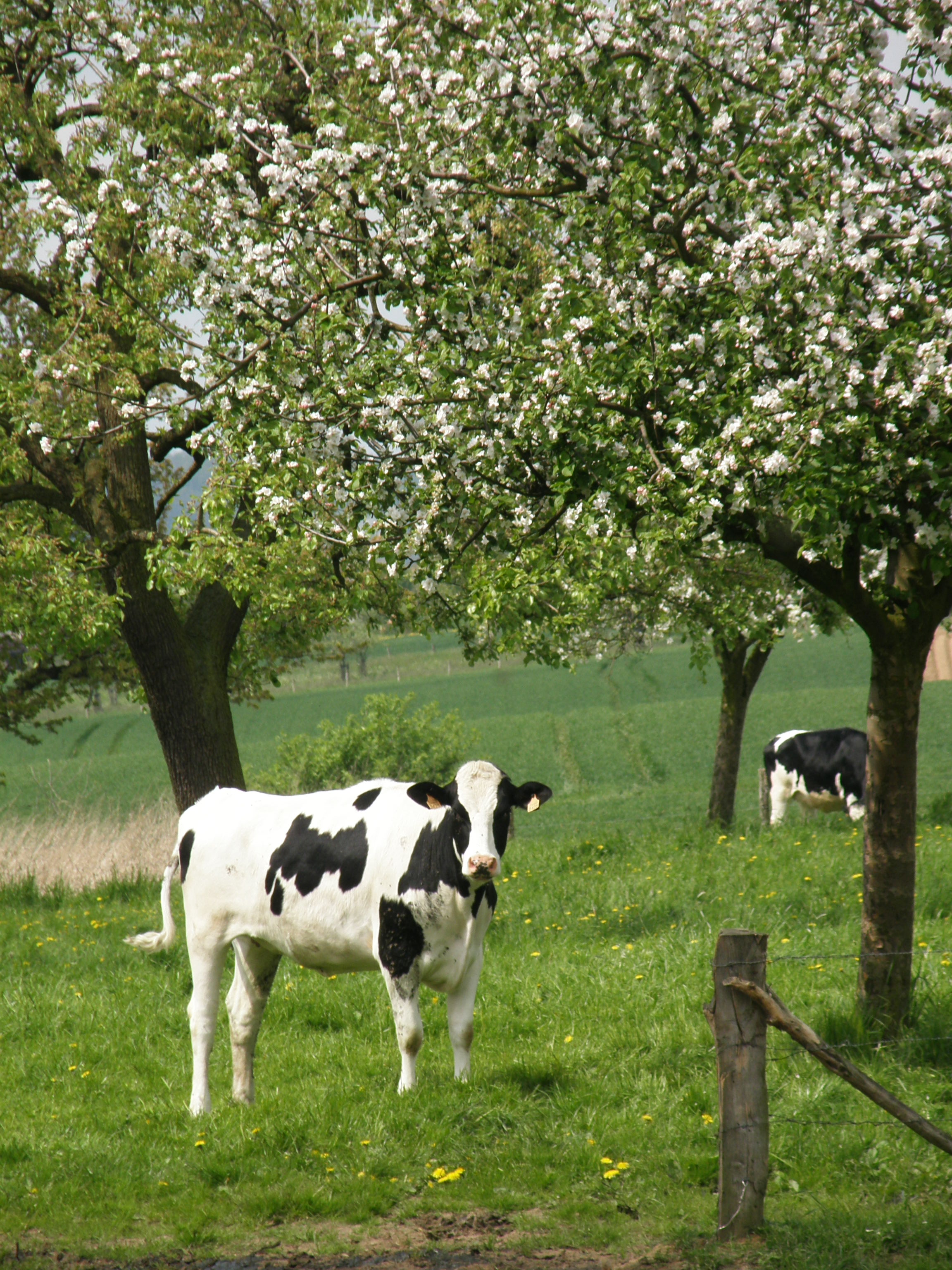 Zuid Limburg op z´n mooist.
