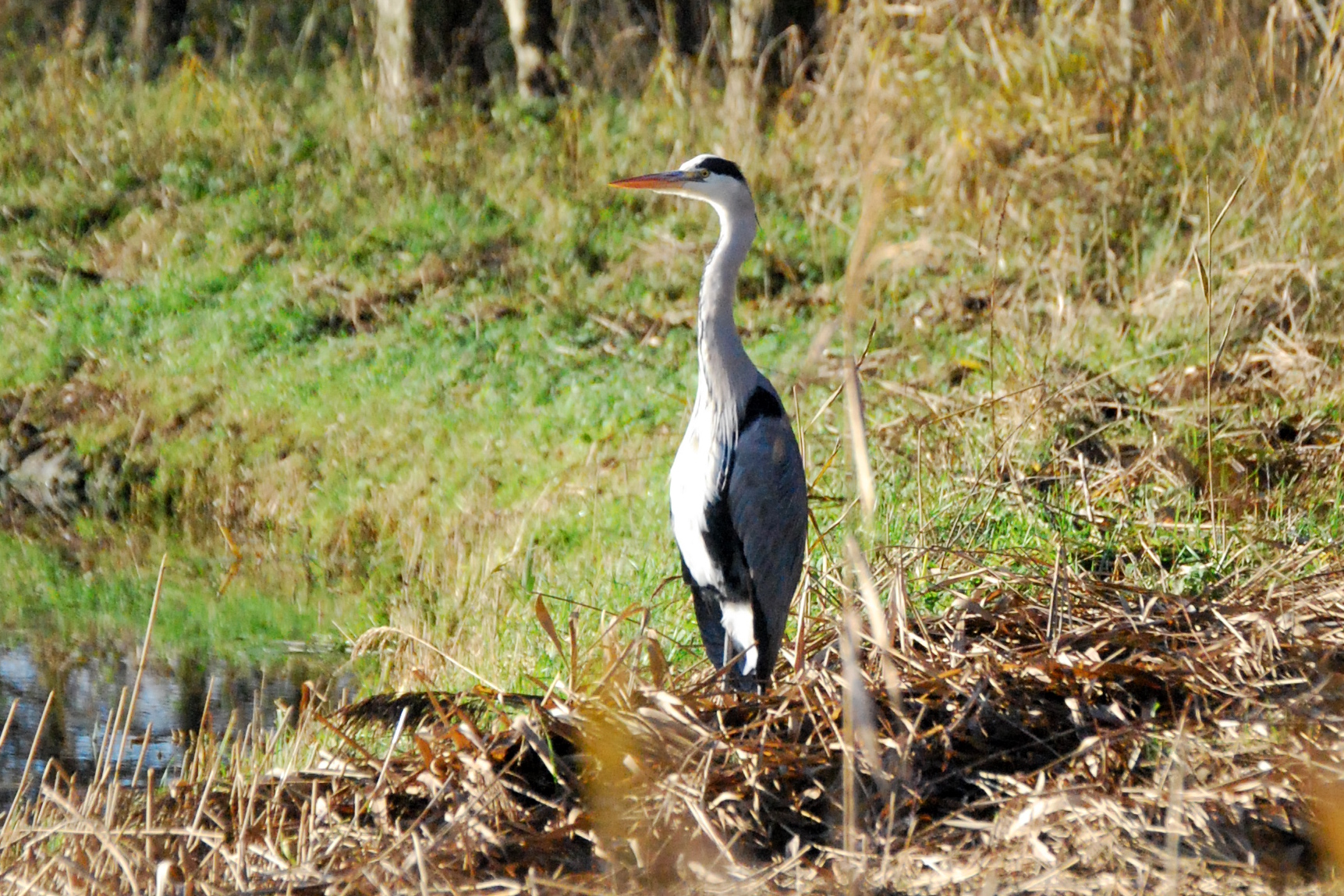 reiger in het twiske