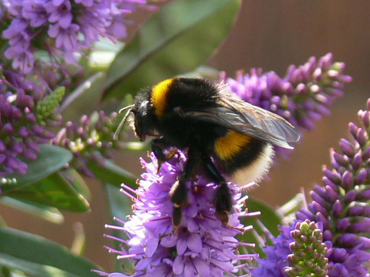 Hommel op Blauwdruifje
