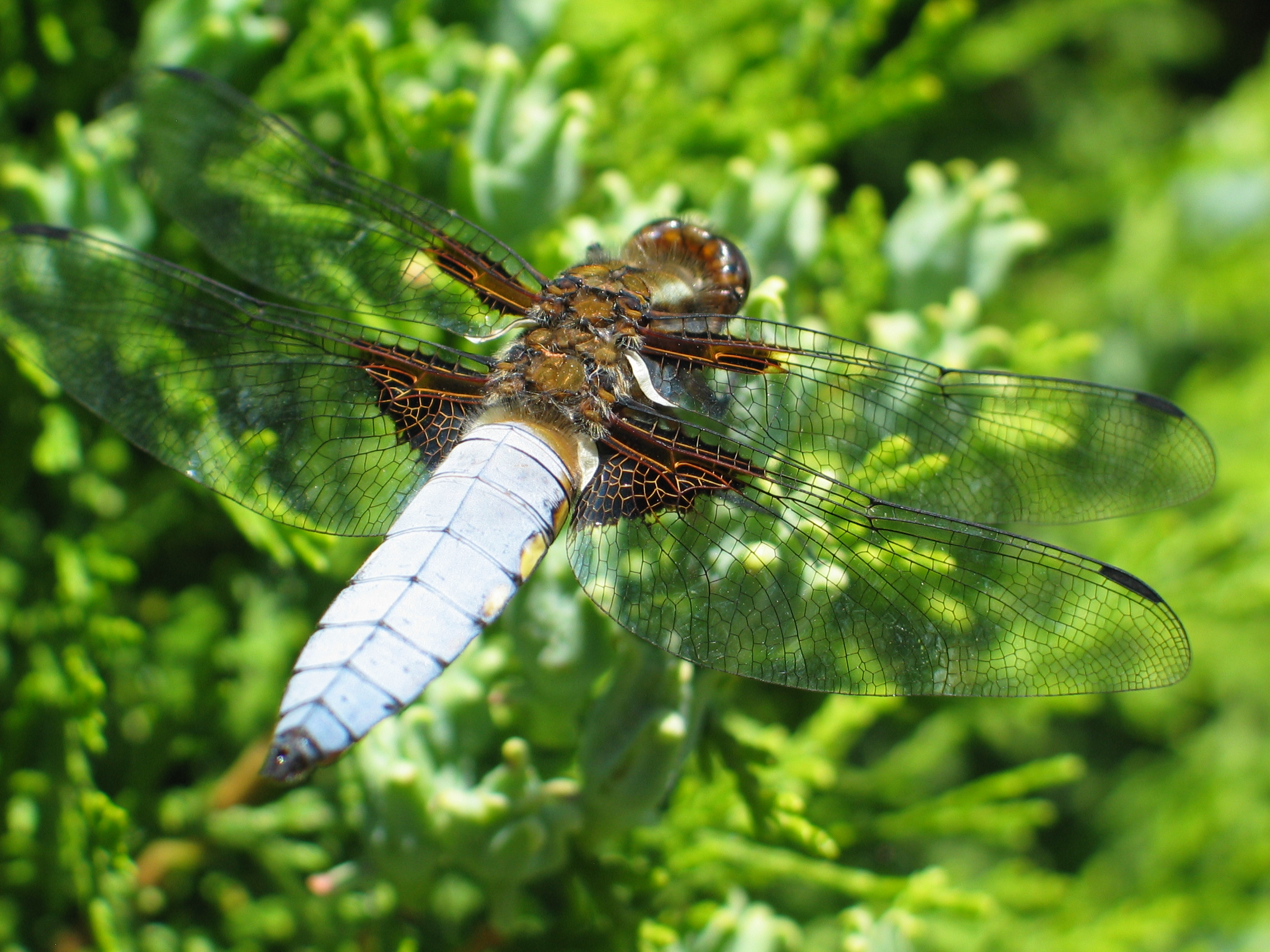 lijnenspel in de vleugels van de platte buiklibel