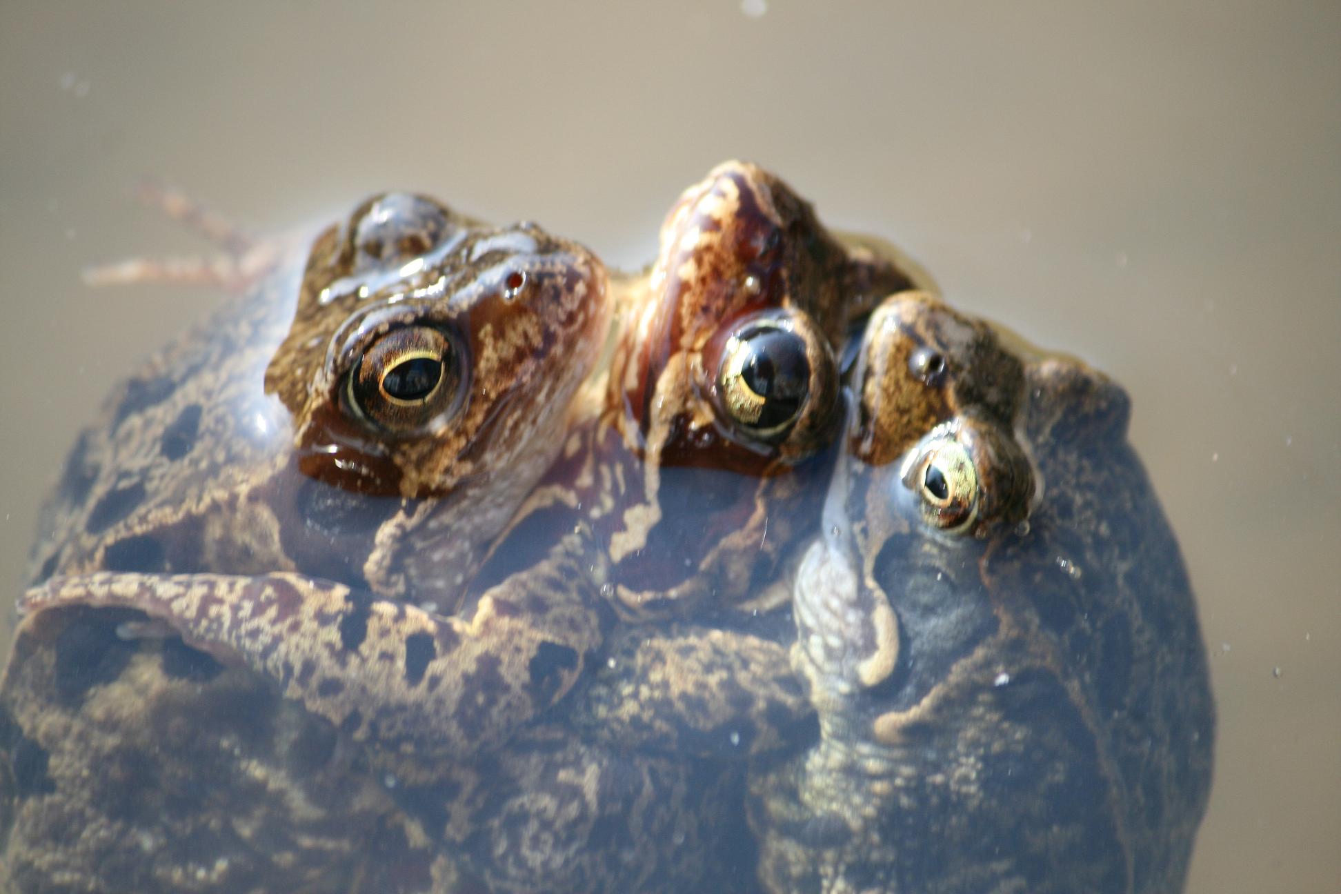 lekker dobberen met z'n drietjes!