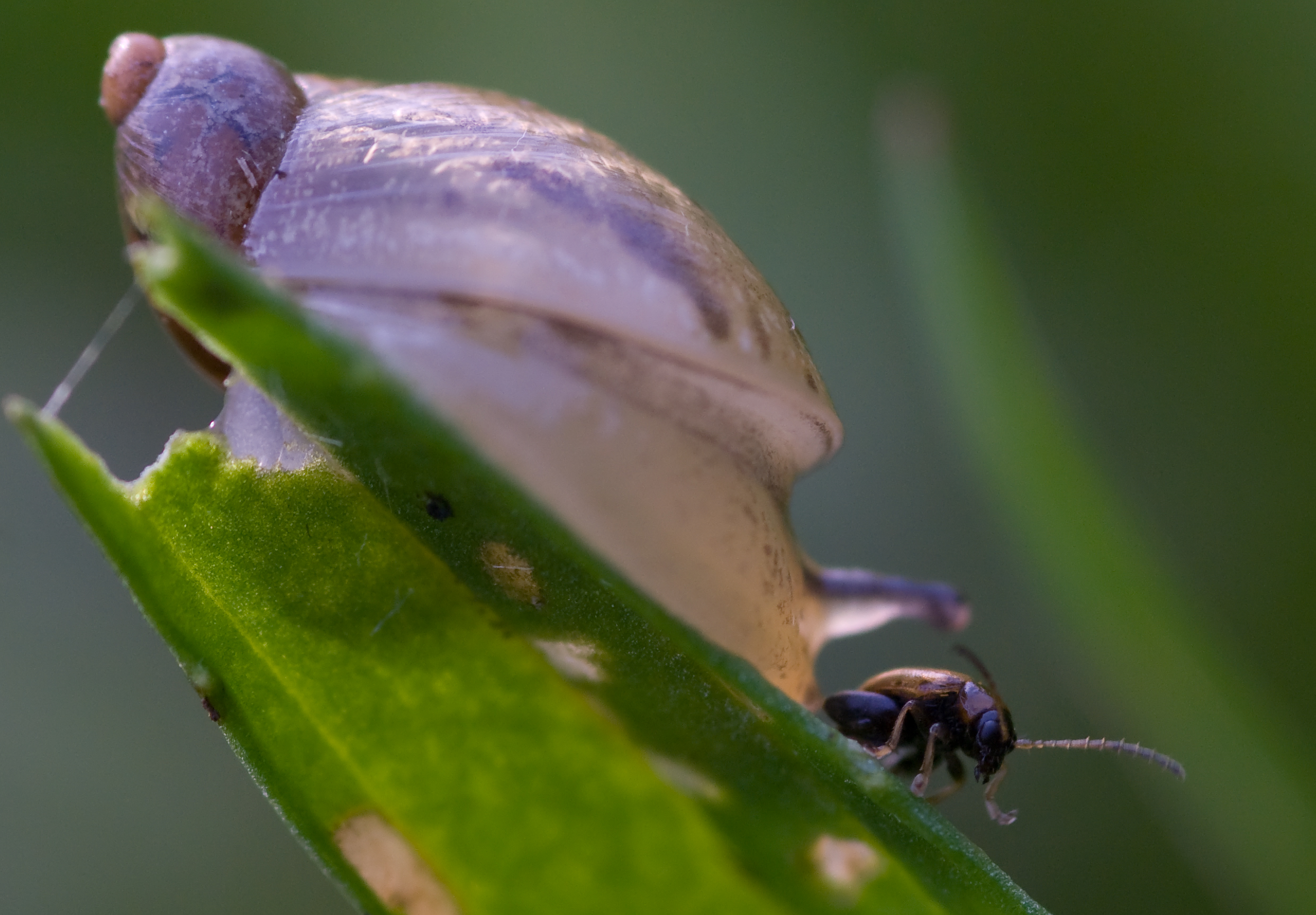 Ik sta steeds met mijn poten in jouw slijm