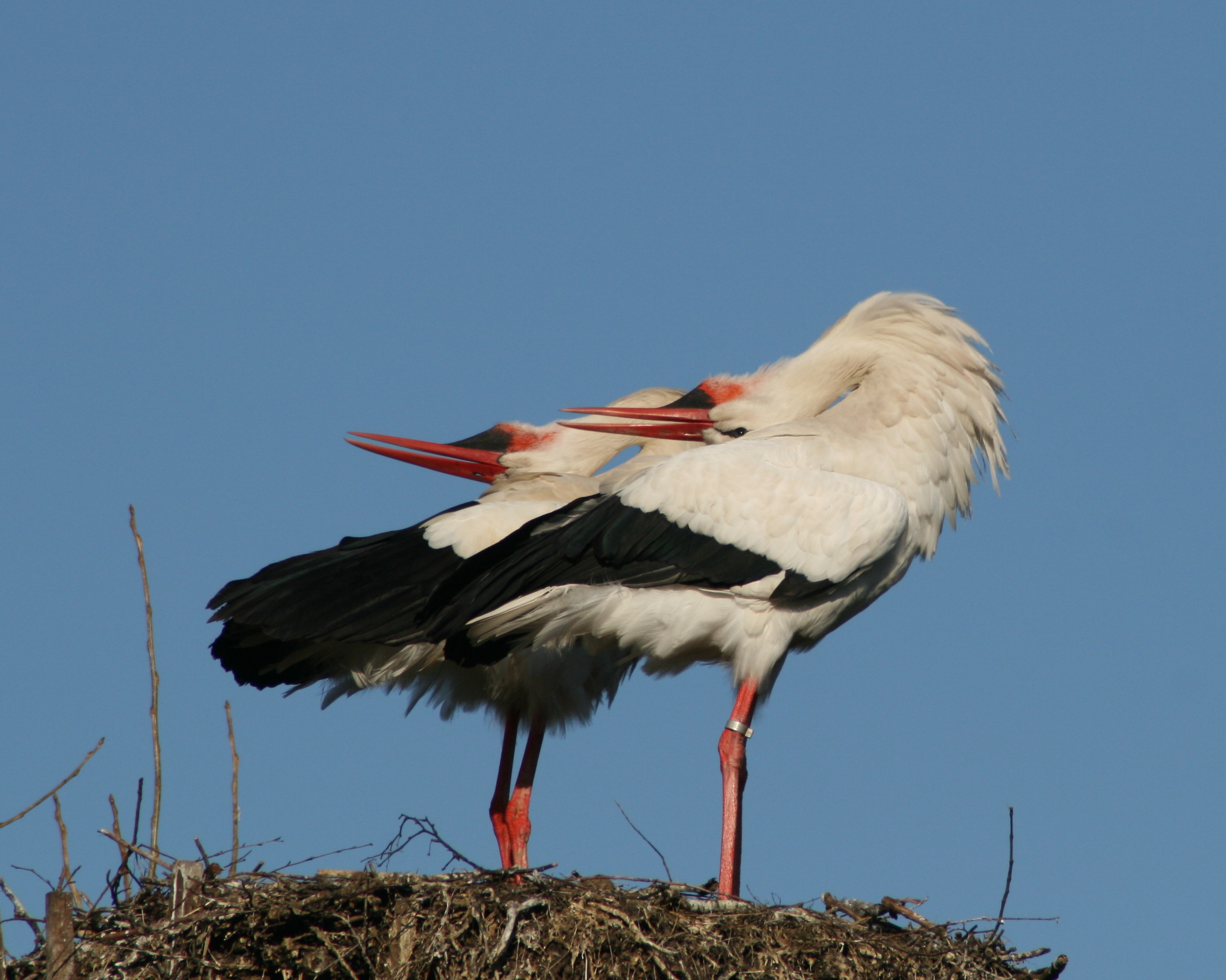 Klepperende ooievaars