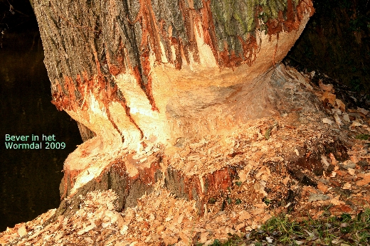 De Bever in het Wormdal