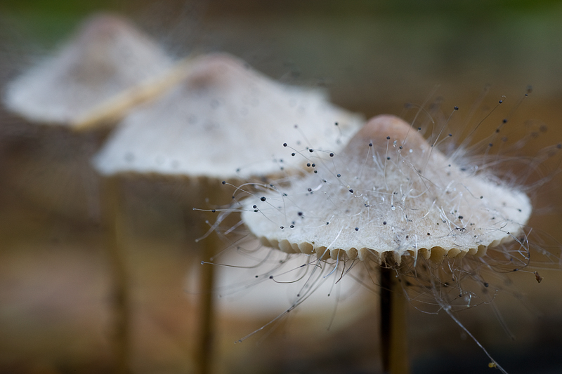 Mycena met knopschimmel