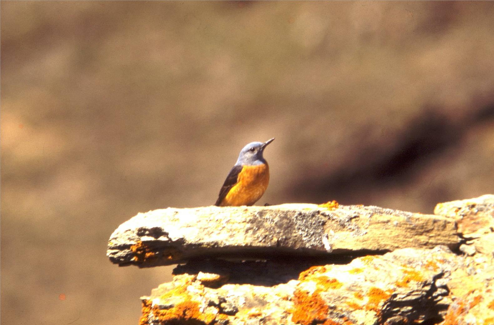 rode rotslijster  (Spanje)