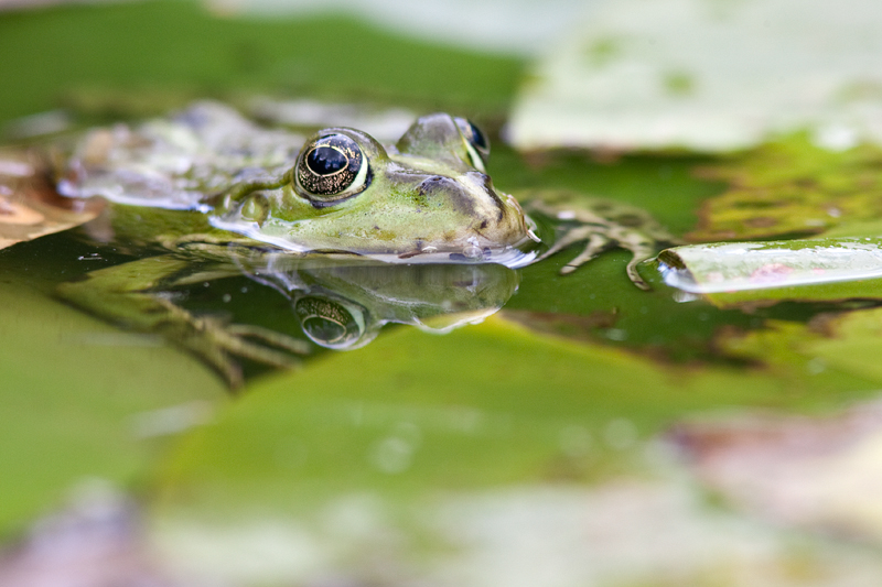 Groene kikker (1)