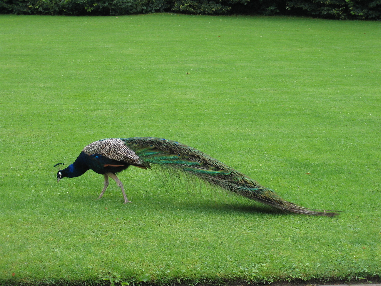 Pauw bij Het Loo