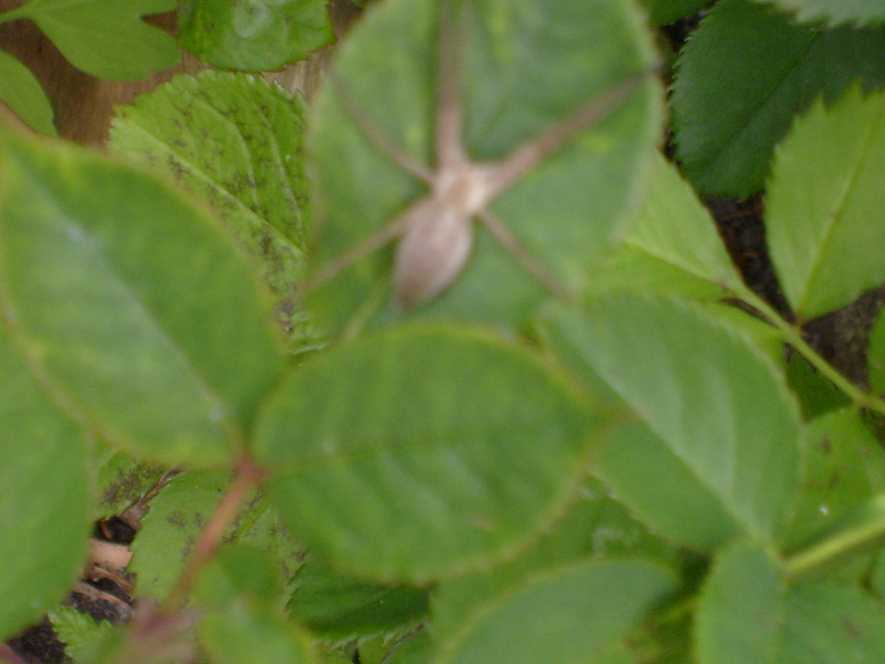 Wat is dit voor beestje?