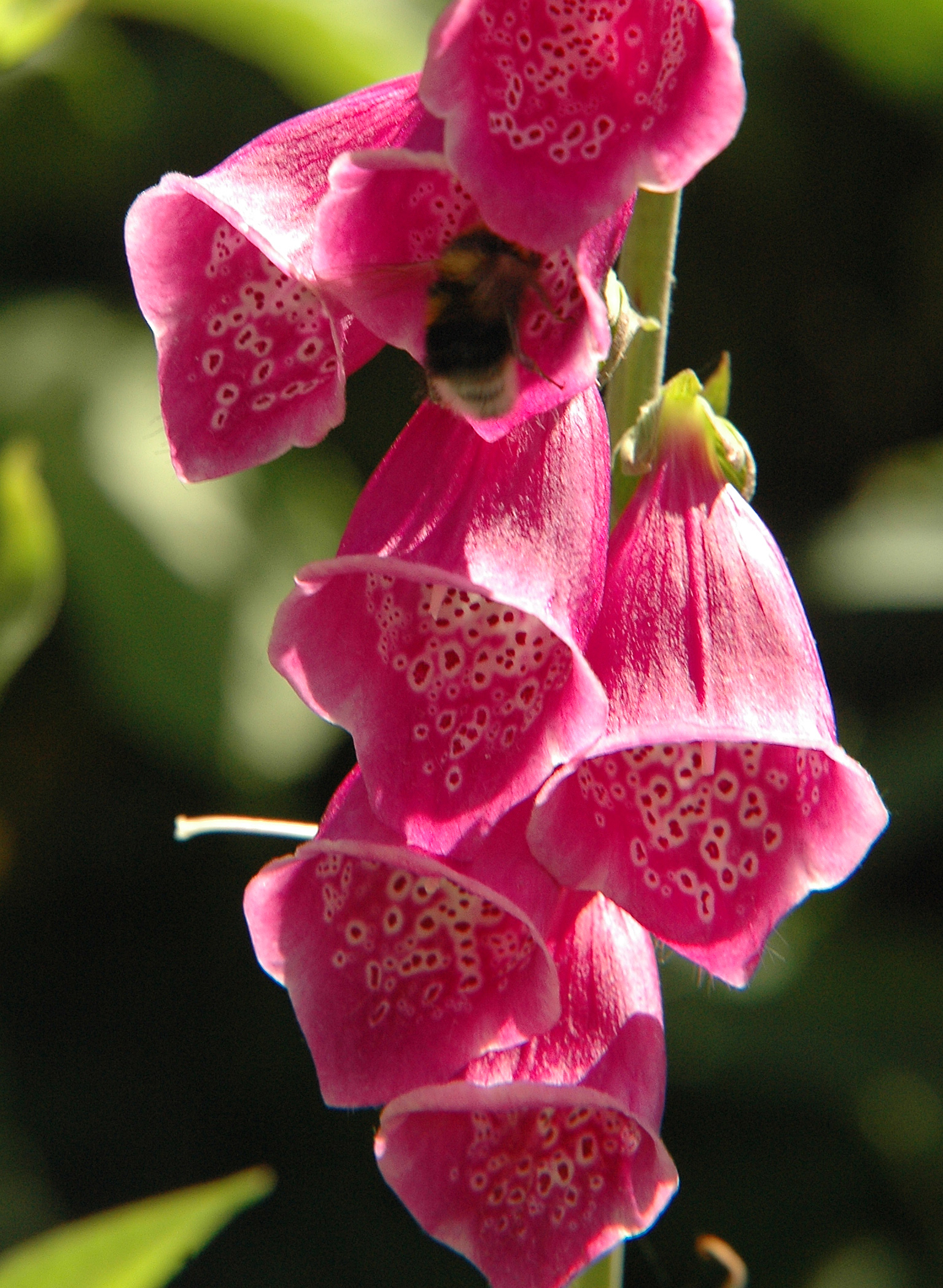 Digitalis (of vingerhoedskruid)