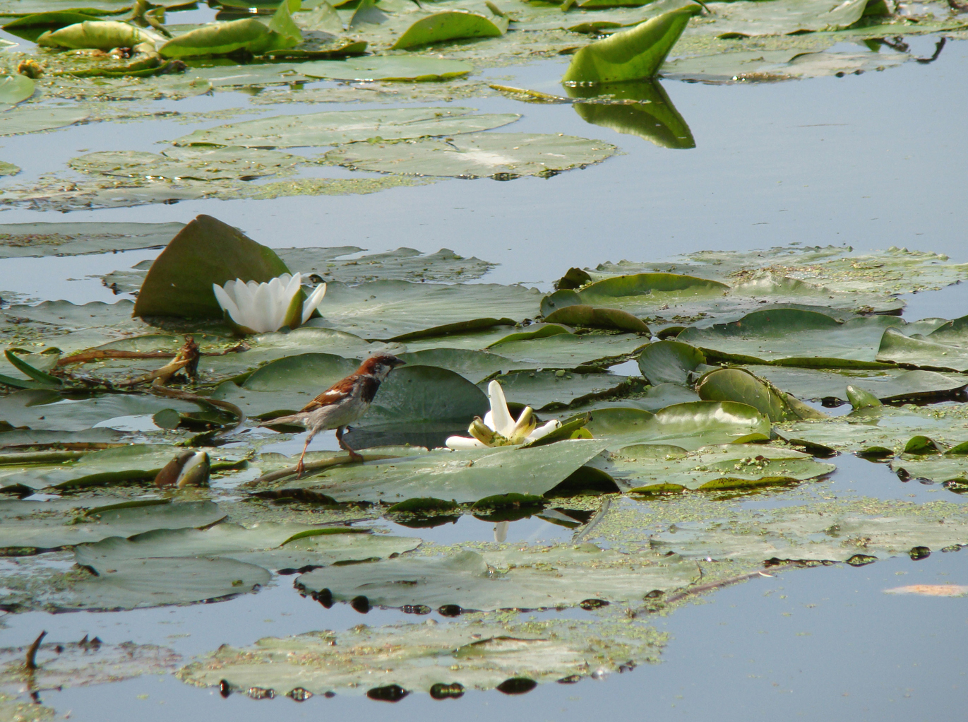 Mus op waterlelieblad