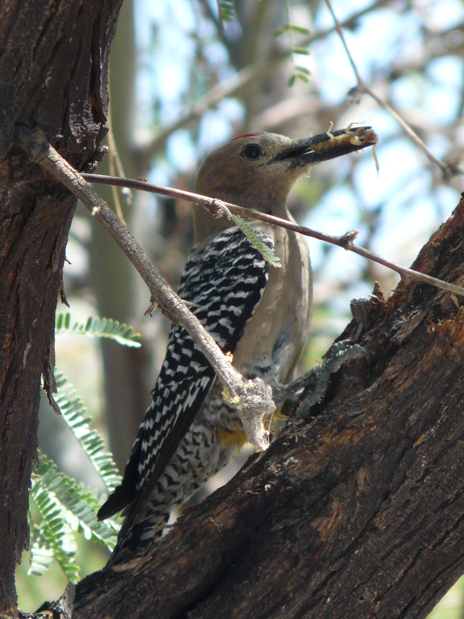 Gila woodpecker