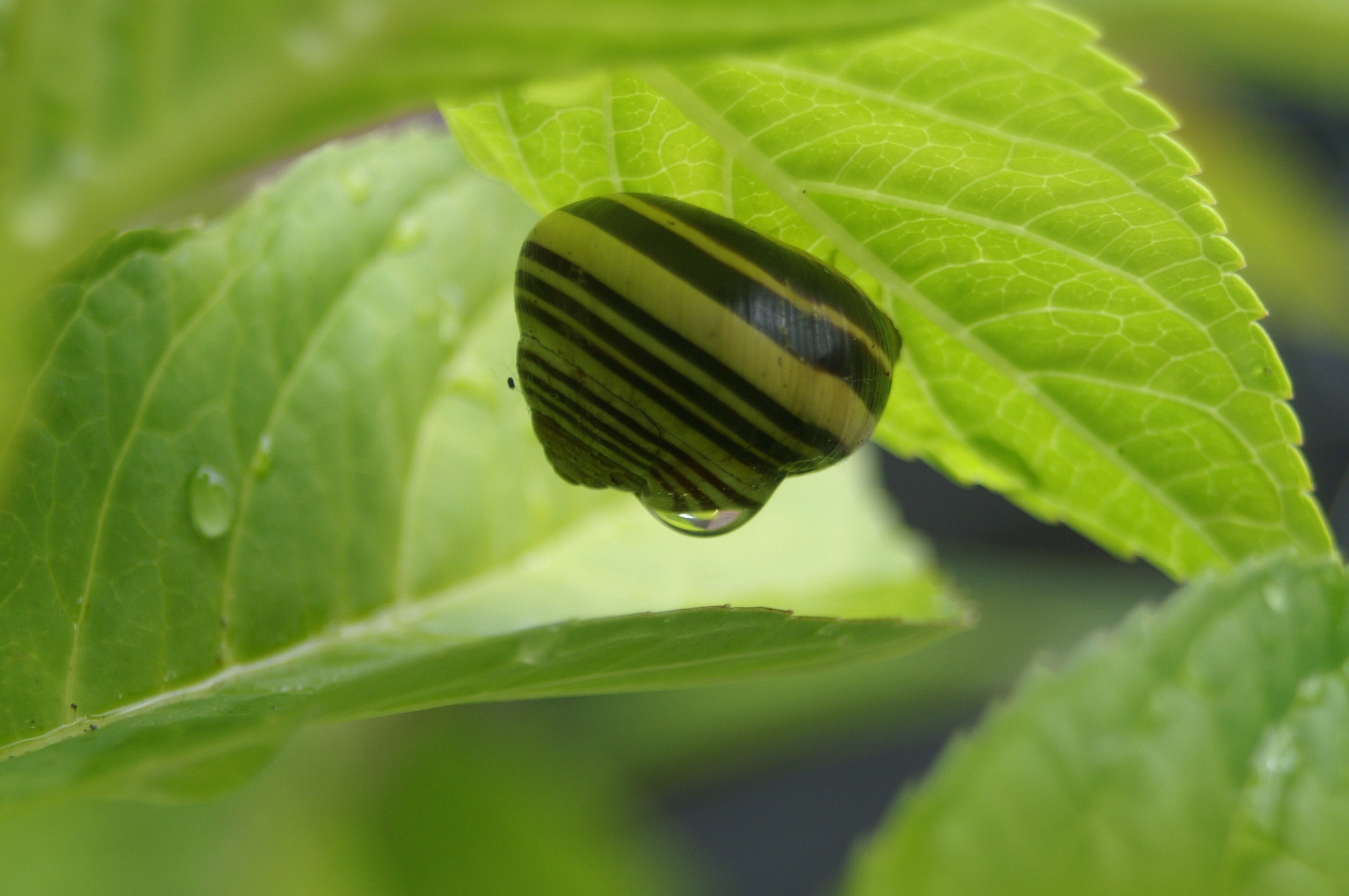 slakje met druppel water