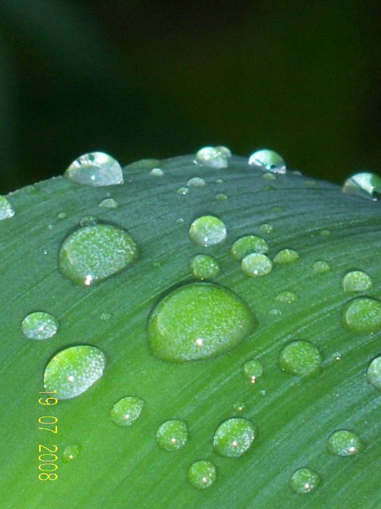Druppels