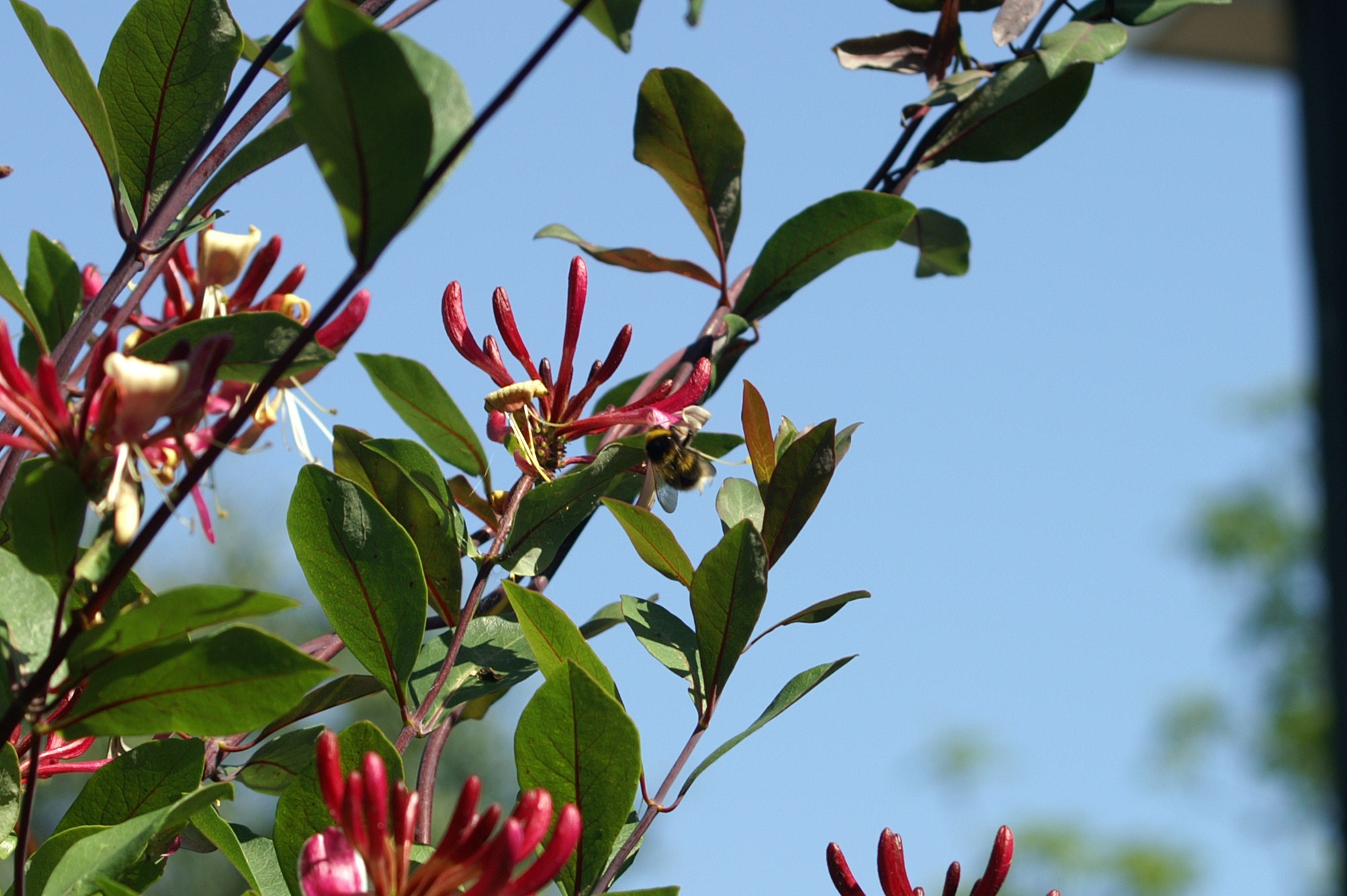 kamperfoelie met hommeltje