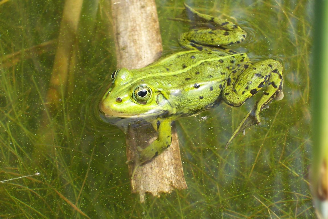 groene kikker